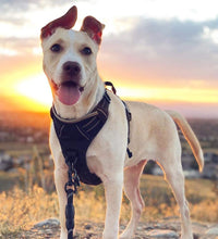 Dog Harness No Pull with 2 Leash Clips, Adjustable Soft Padded, Reflective Oxford No Choke Pet Vest with Easy Control Handle for Large Dogs, Black, L