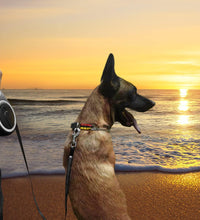 26Ft Retractable Dog Leash, Heavy Duty Great Leash for Dog up to 110 Lbs, Anti-Slip Rubberized Handle, One-Handed Brake, Strong Nylon Tape, Tangle Free——