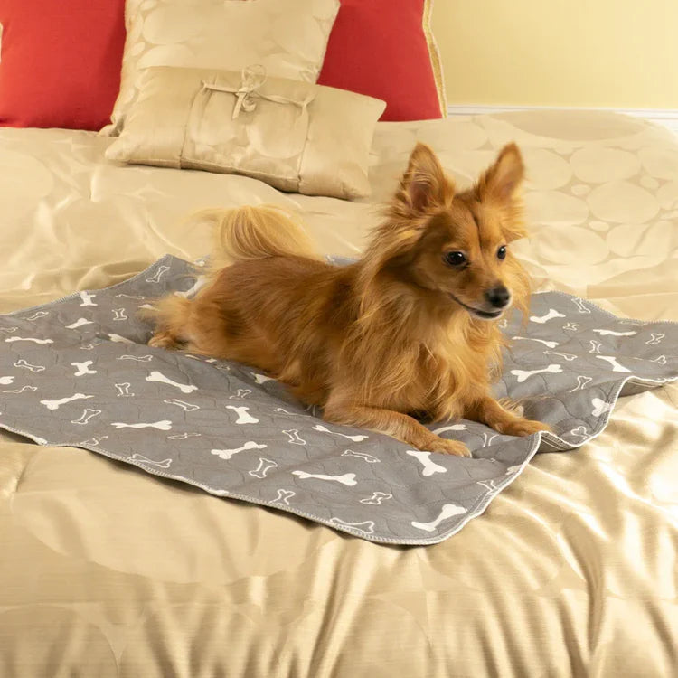 The Only Pad Dogs Are Naturally Drawn To